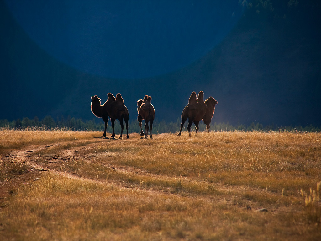 Степь Самаха