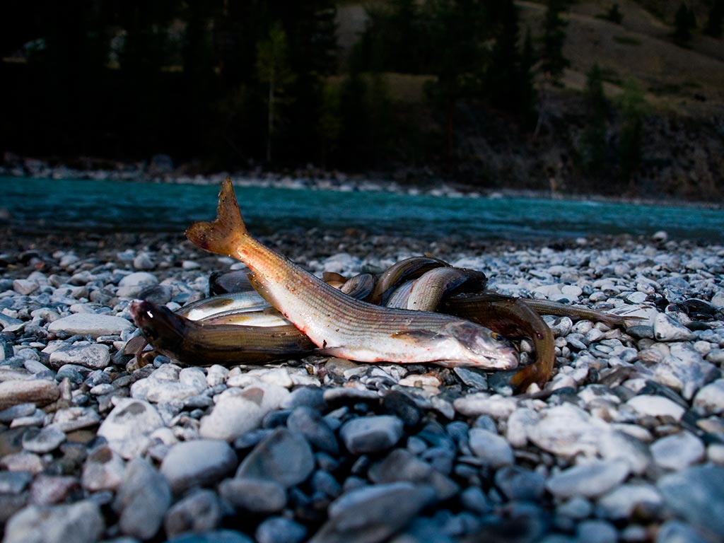 Хариус на реке Аргут